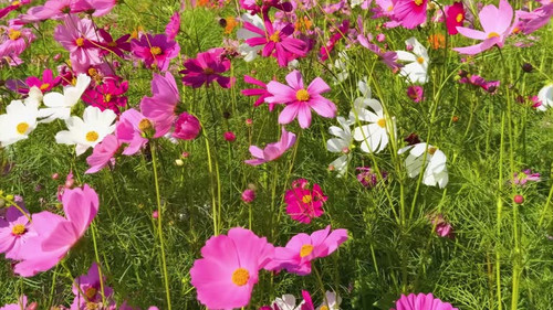 A vibrant display of pink and white cosmos flowers amidst lush green foliage, capturing nature's col.jpg