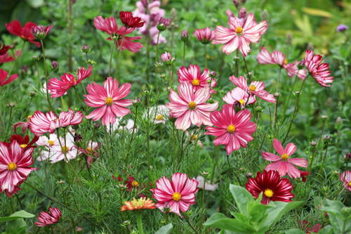 Crimson and pink with white stripes, Cosmos bipinnatus Velouette in flower..jpg