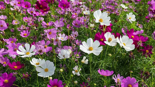 Cute Pink and white Cosmos Flowers Blooming and Blowing with The Wind in A Botanical Garden in Autum.jpg