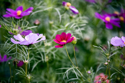 Cosmos . Field of pink, red, lilac chamomiles .. Summer background, floral pattern.jpg