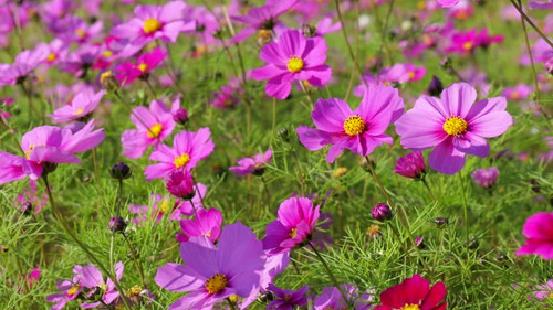 Cosmos field, Japan Tokyo 2025.jpg