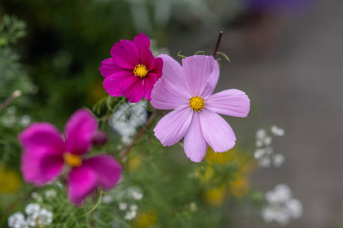Pink Cosmos bipinnatus in a garden.jpg