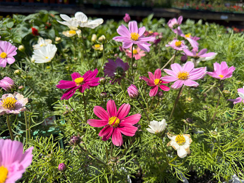 A view of a variety of cosmos flowers, seen at a nursery..jpg