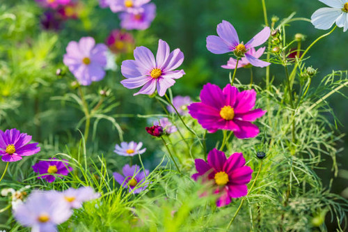 Colorful cosmos with fresh leaves.jpg