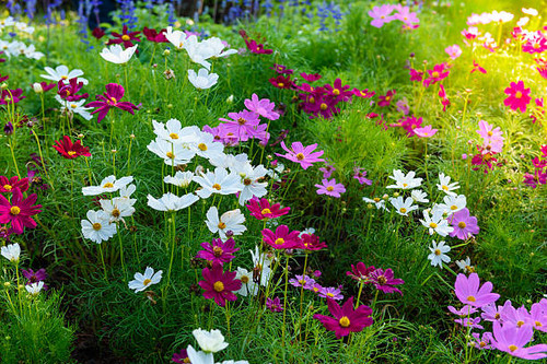 Cosmos flowers blooming in the garden.jpg
