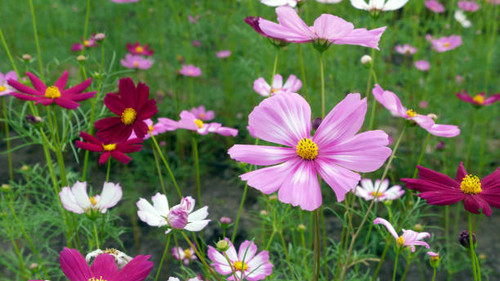 Cosmos flowers in the garden come in many colors. Take close-up and angle shots..jpg