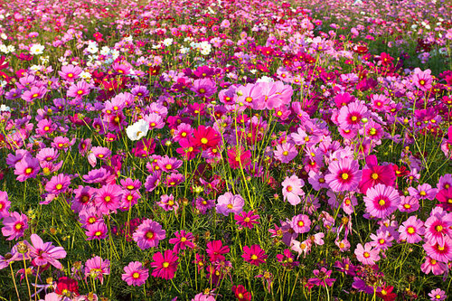 cosmos flower in the garden.jpg