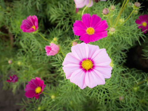 The Cosmos Flowers Light and Dark Pink Blooming in The Field.jpg