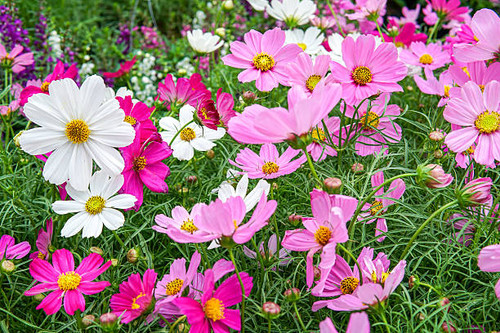 cosmos flowers in the garden.jpg