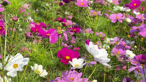 Cosmos Flower Filed with honey bee.jpg