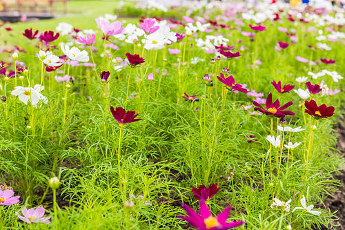 cosmos flower in the garden, park.jpg