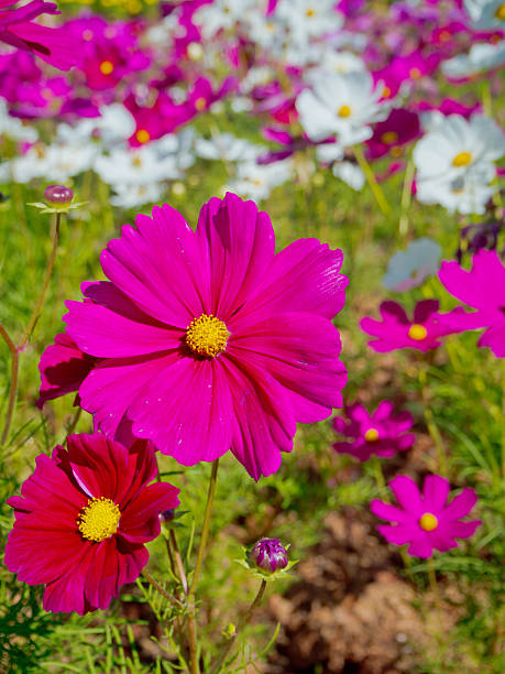 Cosmos flowers blooming in the garden.jpg