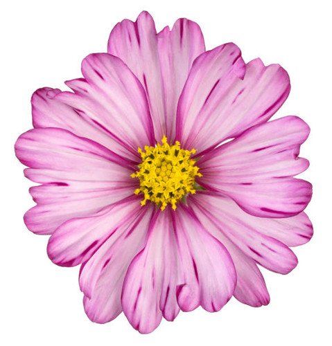 Studio Shot of Magenta Colored Cosmos Flower Isolated on White Background. Large Depth of Field (DOF.jpg