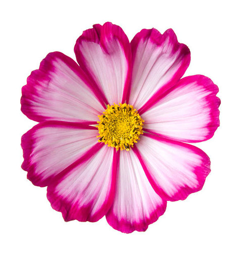 Pink flower on a white background..jpg