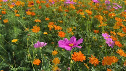 Cosmos flowers blooming in garden.jpg