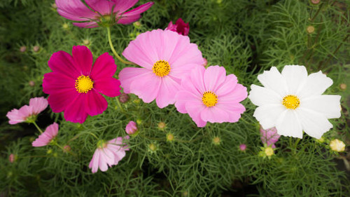 The Cosmos Flowers Arranging in The Field.jpg