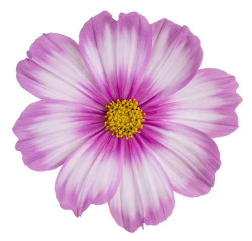 Studio Shot of Magenta Colored Cosmos Flower Isolated on White Background. Large Depth of Field (DOF.jpg