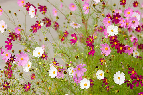 Cosmos flowers blooming in the garden summer season.jpg