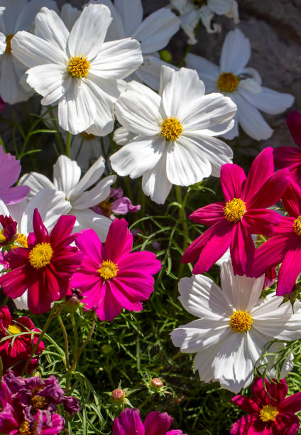 Close up of blooming Cosmos bipinnatus (commonly called the garden cosmos or Mexican aster).jpg