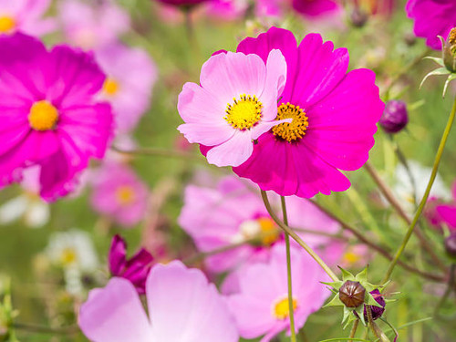 Closeup of a couple of big and small bloom cosmos flowers for couple, love or growth concept and ide.jpg