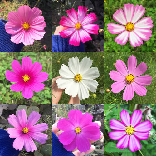 Collage of cosmos flowers in the garden..jpg