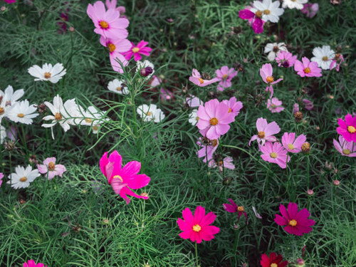 close up of cosmos flowers in the garden.jpg