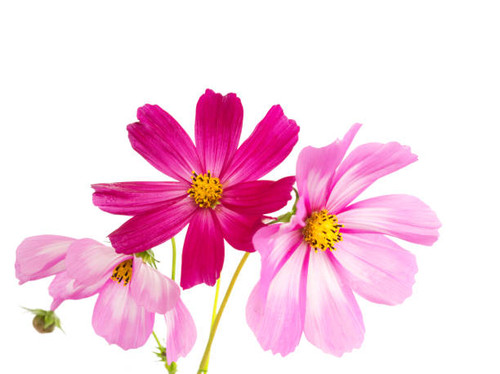 Summer floral background. Pink cosmos flowers isolated on white background..jpg