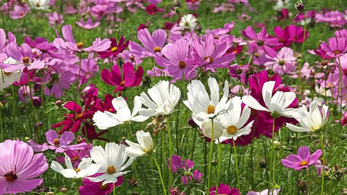 Cosmos flowers. Garden cosmos flowers in the garden..jpg