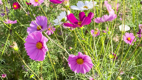 Vibrant cosmos flowers swaying in the breeze.jpg
