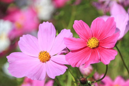 Landscape with cosmos flowers.jpg