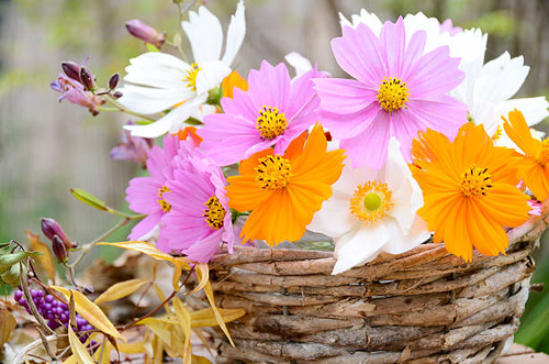 cosmos flower in basket arrangement.jpg