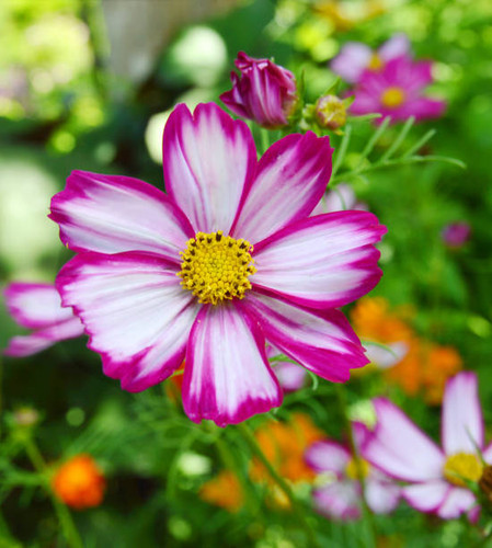 Cosmos flower (Cosmos Bipinnatus) with blurred background.jpg