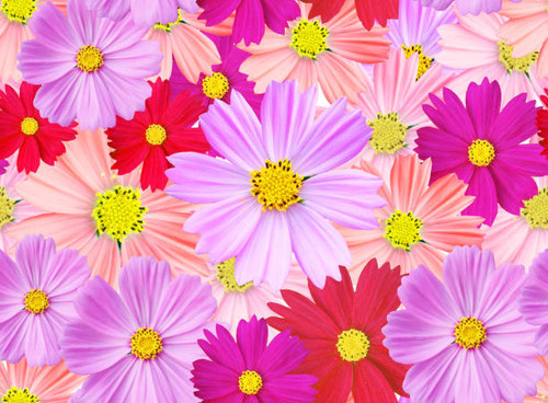 Cosmos flowers seamless pattern. full colored cosmos. Cosmos flower is an ornamental plant..jpg