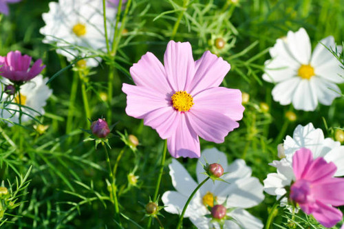 cosmos flower or Mexican aster flower , purple cosmos.jpg