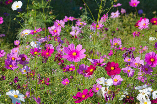 I took this pic by LUMIX DMC-TX1 and edited in Lightroom..jpg