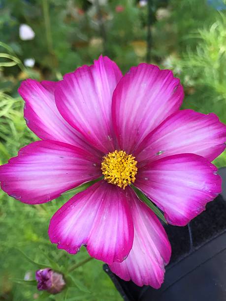 Cosmos Pink with White Accents - Sulfur or Mexican Daisy.jpg
