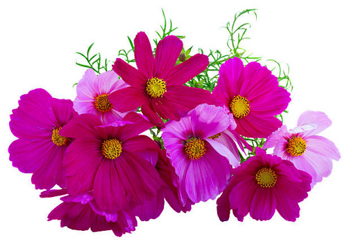 Pile of Cosmos pink flowers isolated on white background.jpg