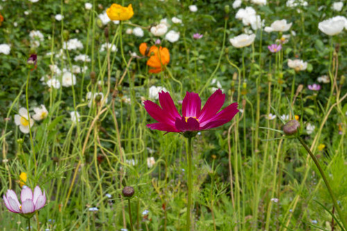 A single bright pink cosmos stands tall in a vibrant flower field filled with various blossoms in wh.jpg