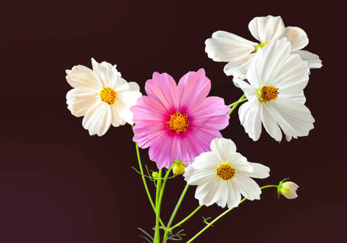 Cosmos bipinnatus in Cadalso de los Vidrios. Madrid..jpg