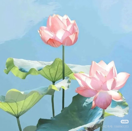 Camera XHS 17727959198991040g00831466n2t01k005ntalh7g89rbib2n570.jpg