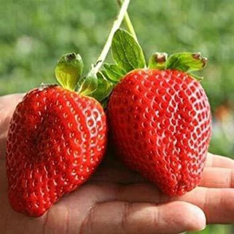100 strawberry hybrid fruit seed.jpg