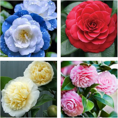 61ML7bqRJAL. AC UF1000,1000 QL80.jpg