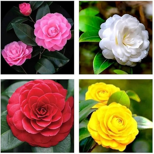 51cmKC2k1zL. AC UF1000,1000 QL80.jpg