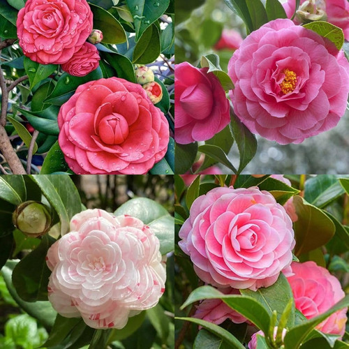 71lm2YTcpOL. SR1080,1080.jpg