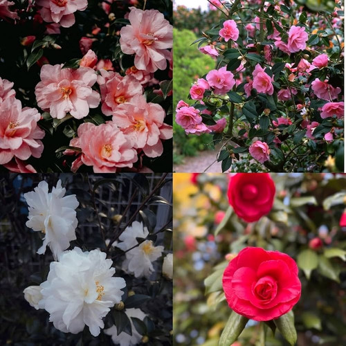 71P8v0WRqYL. AC UF1000,1000 QL80.jpg