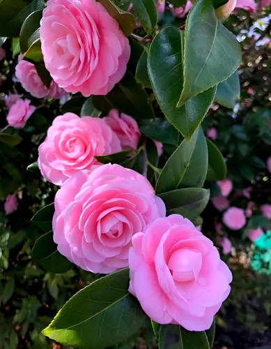 71rUIiMWTFL. SL1500 .jpg