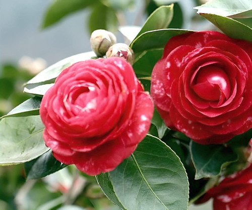 71FCcz2lyqL. SL1500 .jpg