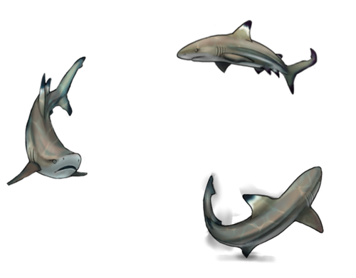 mngwa experiments sharks adol;.png