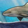 mngwa experiments sharks.png