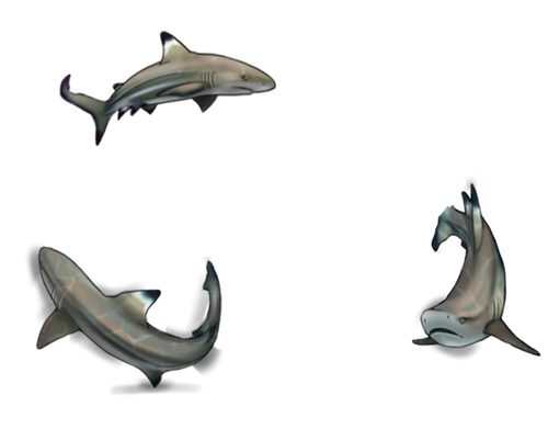 mngwa experiments sharks fedm.png